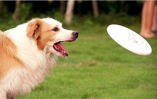 狗培训视频在线观看,精选在线视频教程一览  第2张